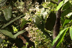 Poeciloneuron indicum